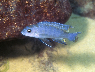 Cynotilapia sp. 'elongatus mdoka' Mdoka